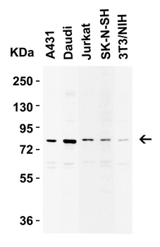 IKK epsilon Antibody