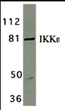 IKK epsilon Antibody