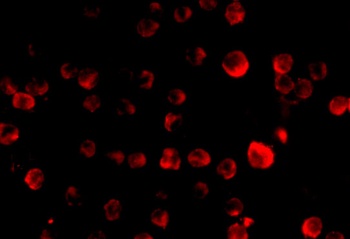MCG10 Antibody