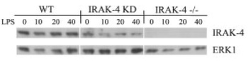 IRAK-4 Antibody