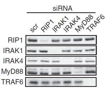 IRAK-4 Antibody
