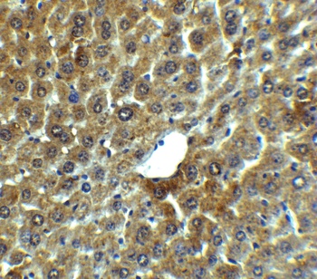 LAMP-2 Antibody