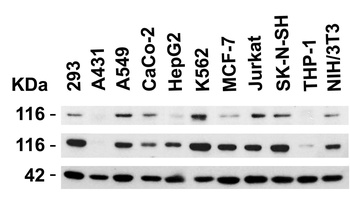 KLOTHO Antibody