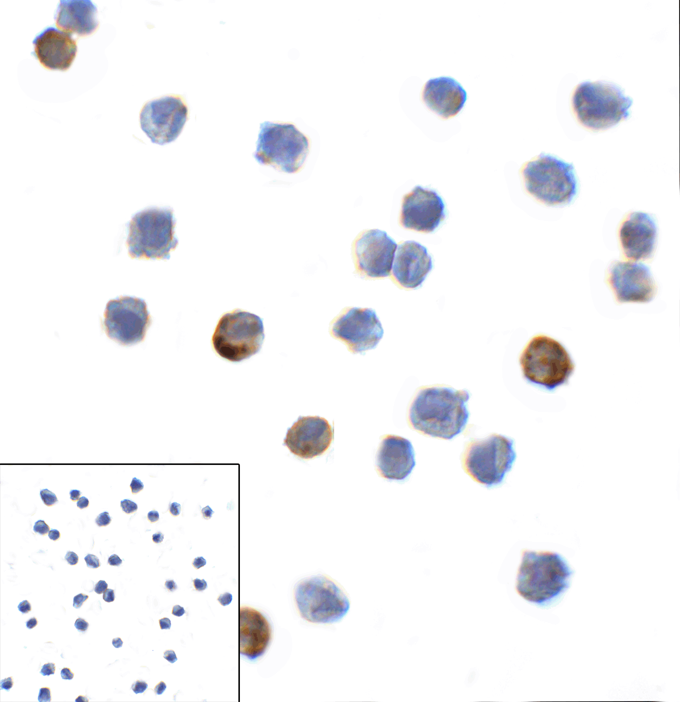 LAG3 Antibody [7A7]