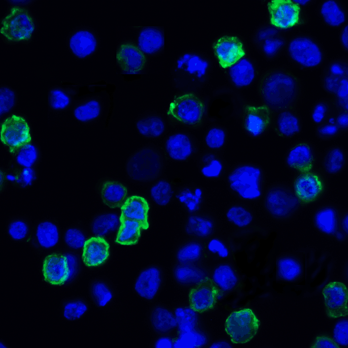 LIGHT Antibody [7B9H9]