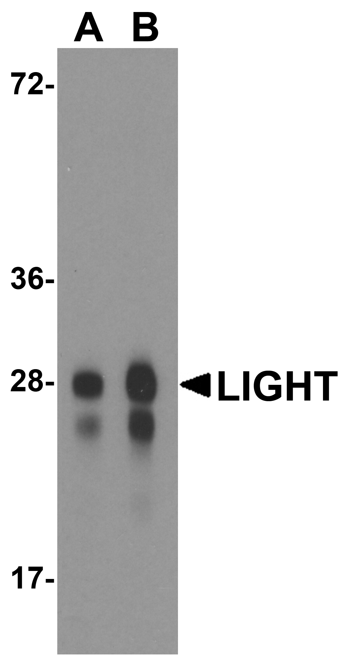 LIGHT Antibody [8D4]