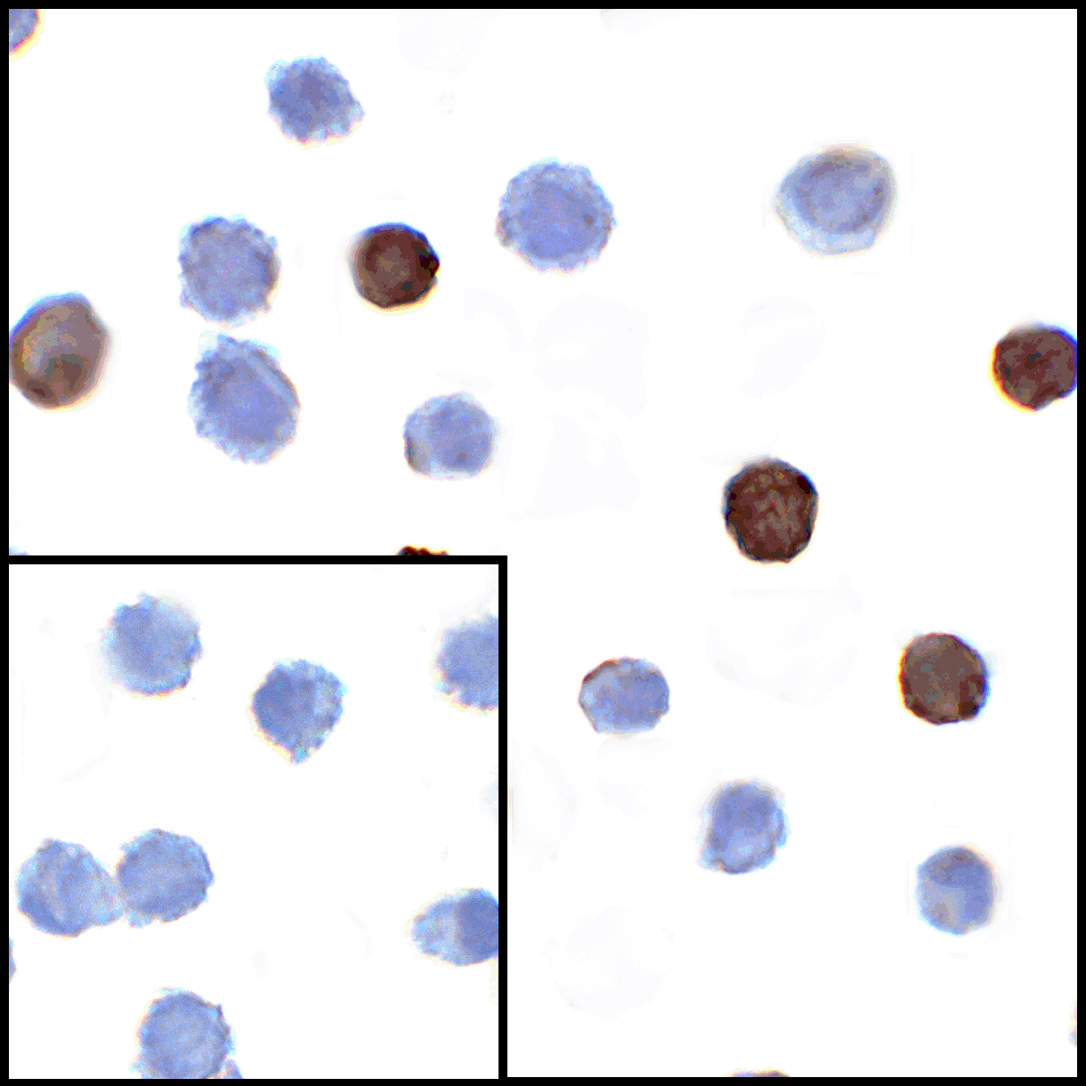 LIGHT Antibody [8D4]