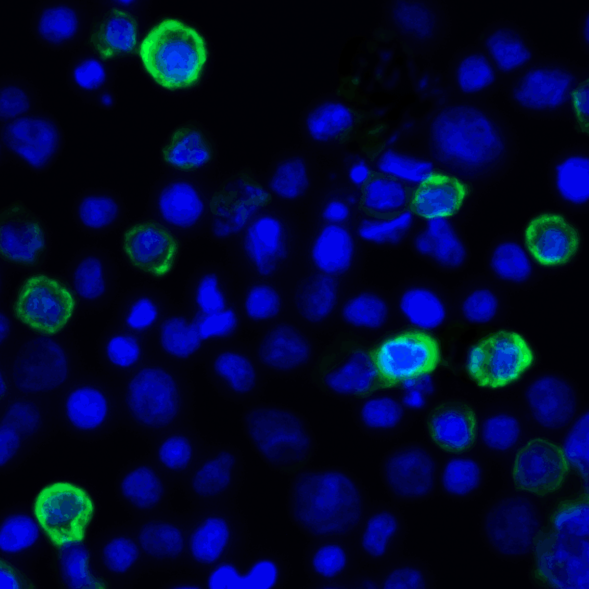 LIGHT Antibody [8D4]
