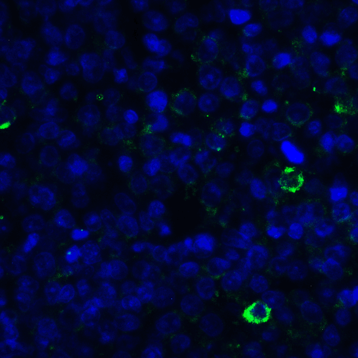 LIGHT Antibody [8D4]