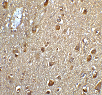 MFSD2A Antibody