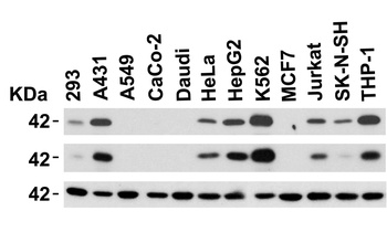 MPYS Antibody