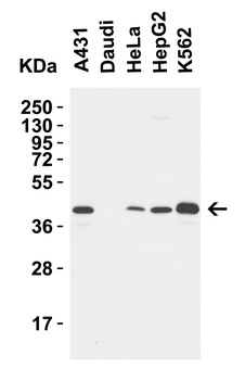 MPYS Antibody