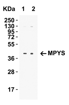 MPYS Antibody