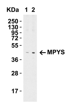 MPYS Antibody
