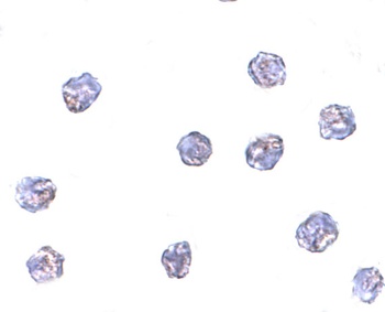 MPYS Antibody