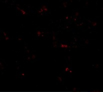 MPYS Antibody