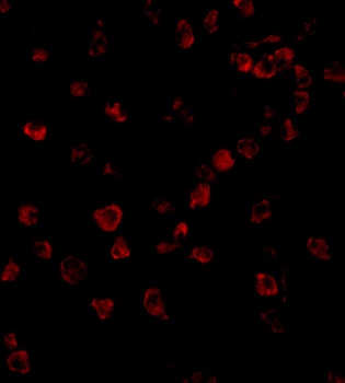 Ipaf Antibody