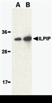 ILPIP Antibody