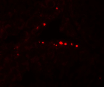 MYD88 Antibody