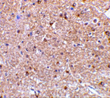 NogoA Antibody