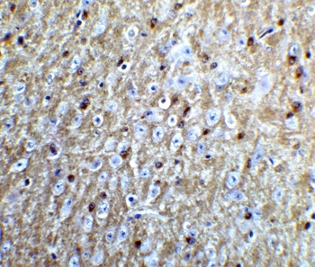NogoA Antibody