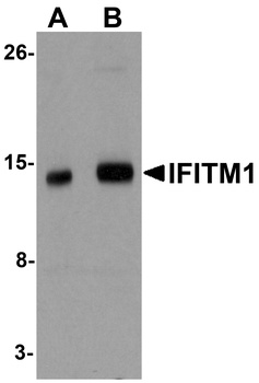 IFITM1 Antibody