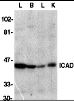 ICAD Antibody