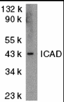 ICAD Antibody