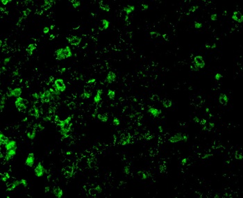 ICAD Antibody
