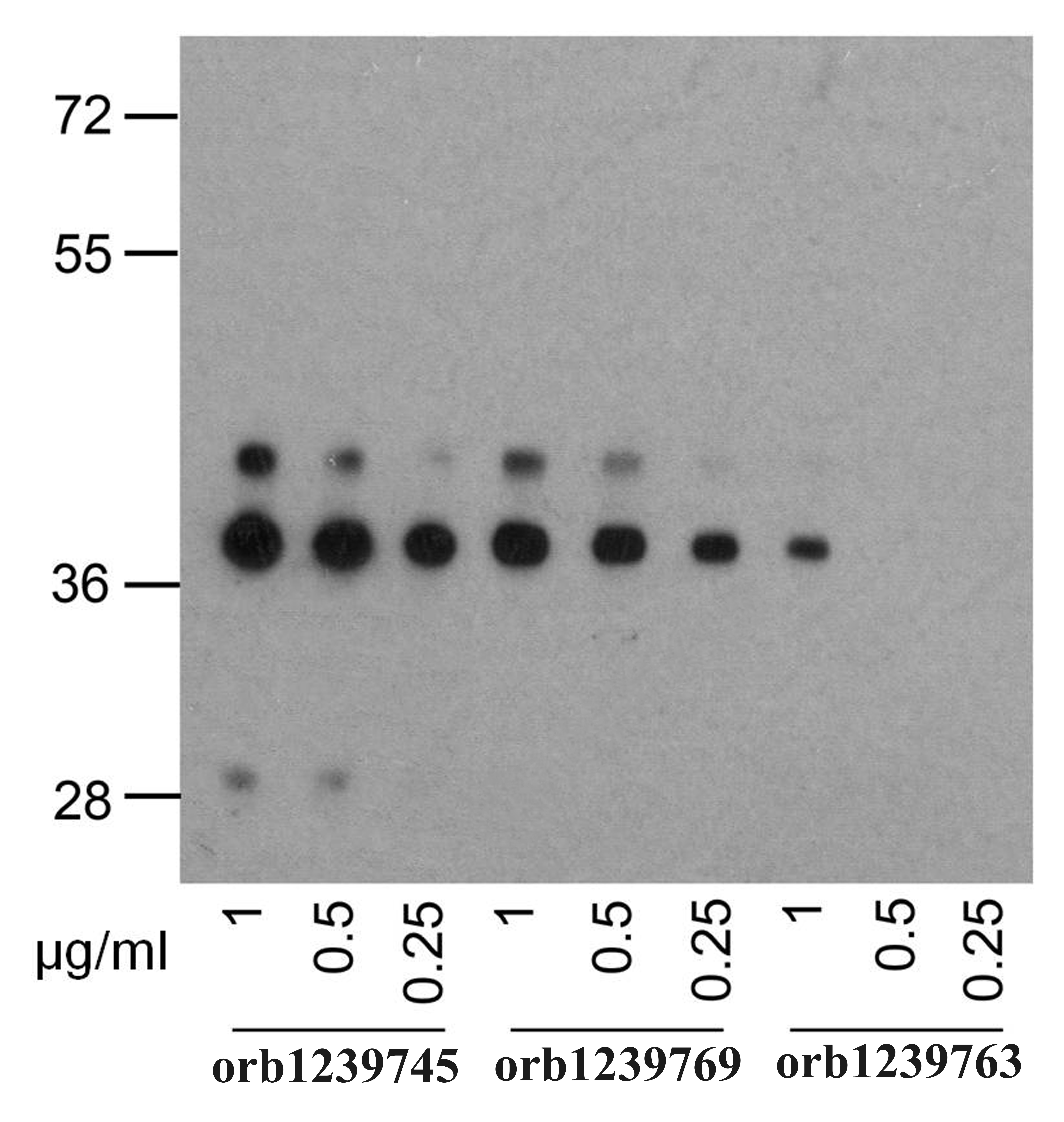 PD1 Antibody [8A4]