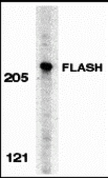 FLASH Antibody