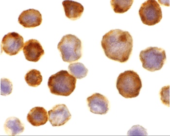 FLASH Antibody