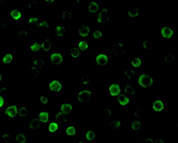 FLASH Antibody