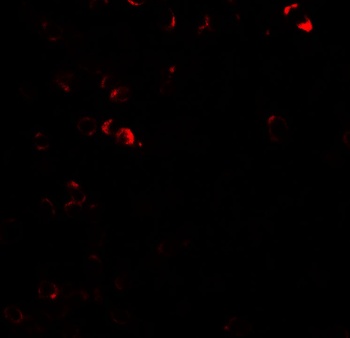 E2F3 Antibody