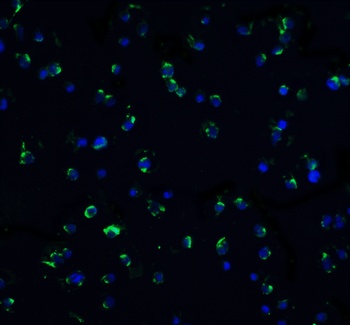 DR3 Antibody