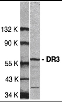 DR3 Antibody