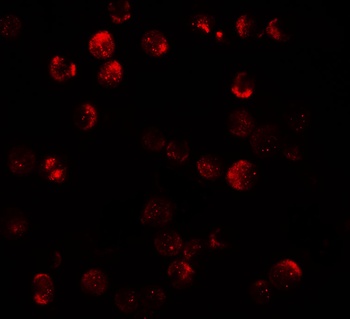 DNM1L Antibody