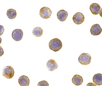 DFF45 Antibody