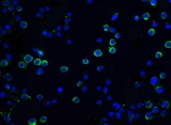DFF45 Antibody