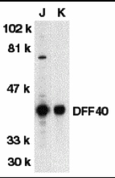 DFF40 Antibody