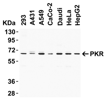 PKR Antibody