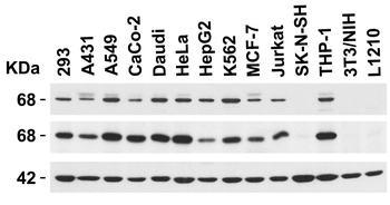 PKR Antibody