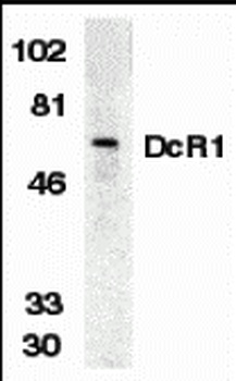 DcR1 Antibody