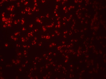 SAMHD1 Antibody