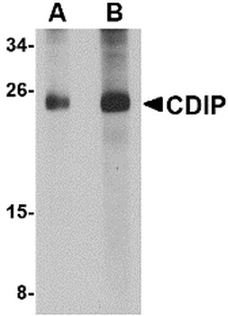 CDIP Antibody