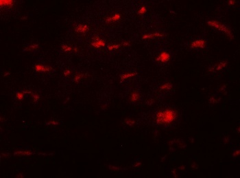 SMURF2 Antibody