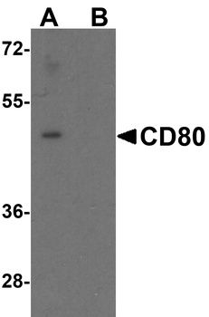 CD80 Antibody