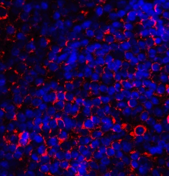 CD80 Antibody