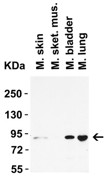 STAT1 alpha Antibody