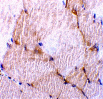 Caspase-7 Antibody